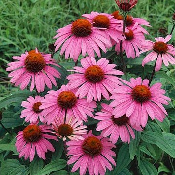 coneflower